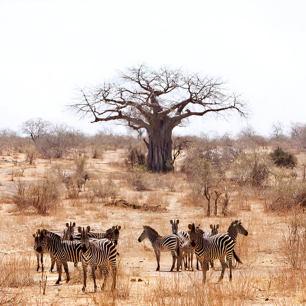 ruaha-national-park