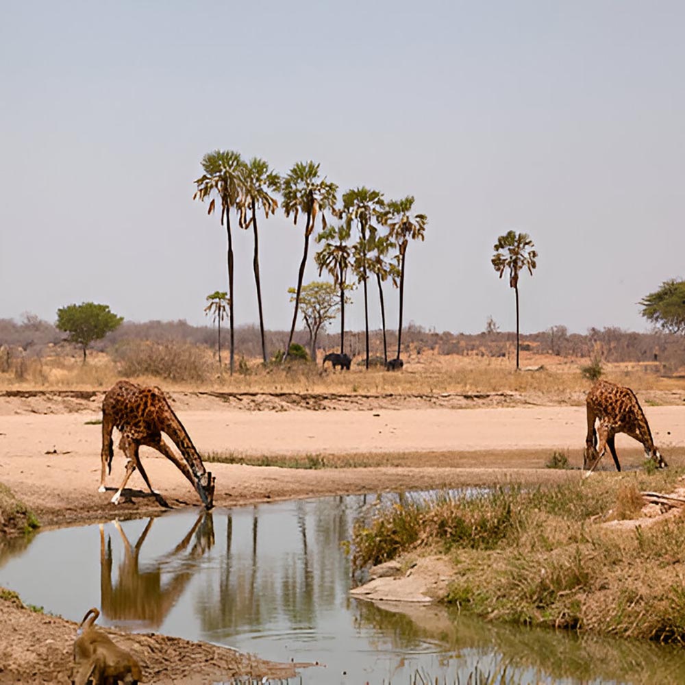 ruaha-national-park