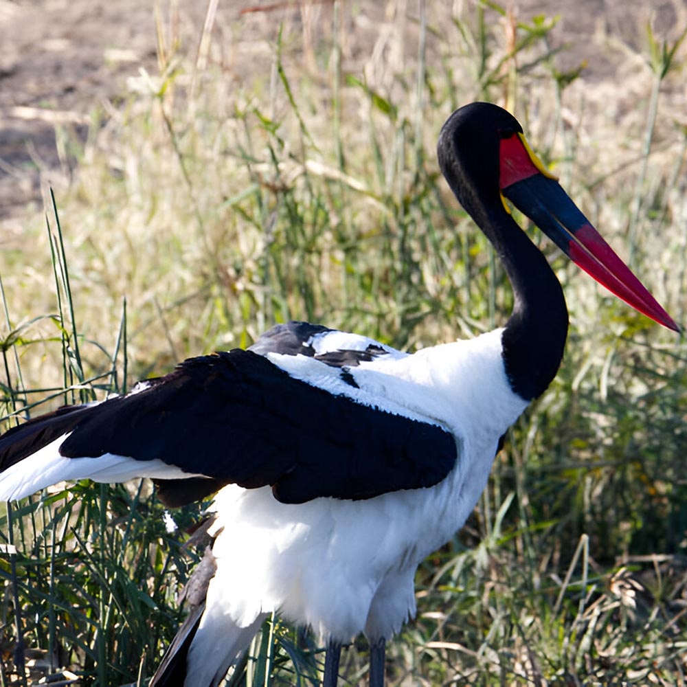 ruaha-national-park