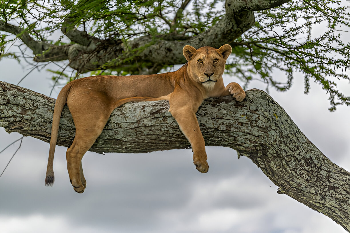 lake-Manyara_park