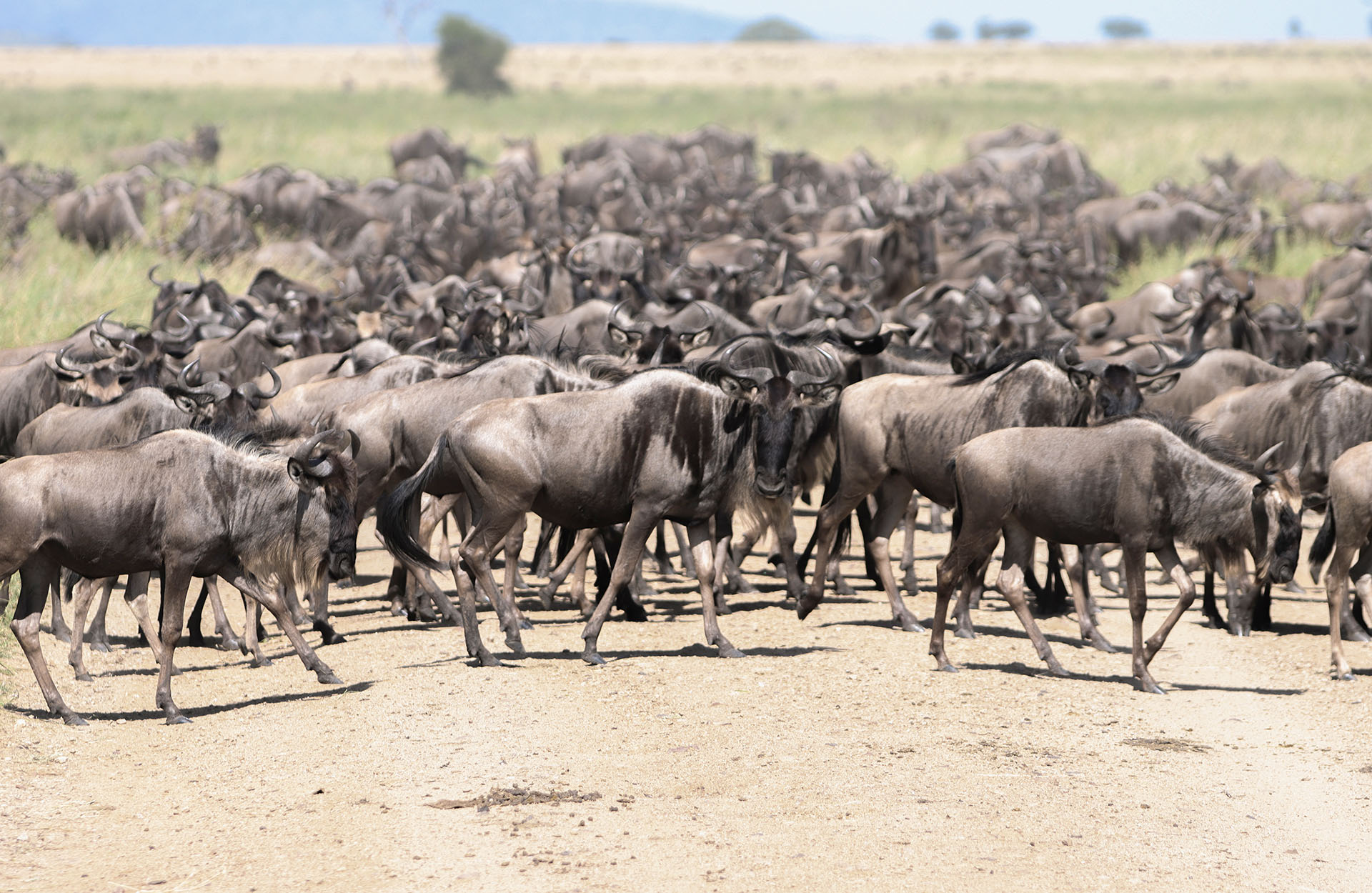 serengeti National Park