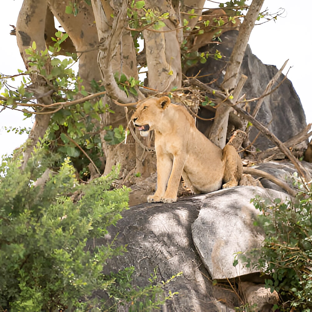 Ngorongoro_crater