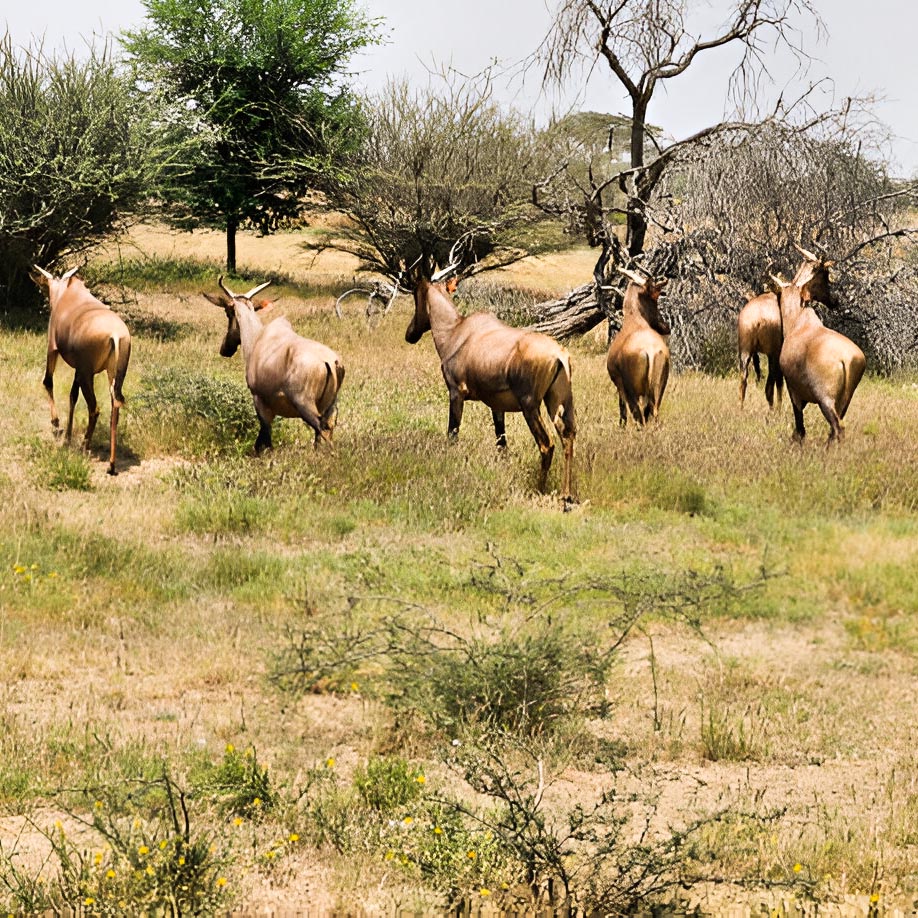 lake_manyara-park