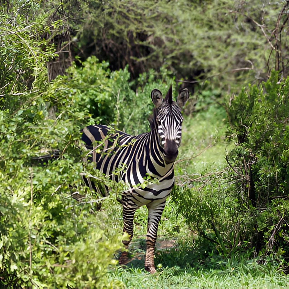 lake_manyara-park