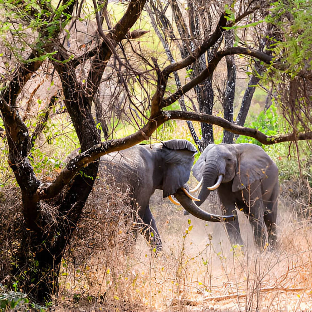 lake_manyara-park