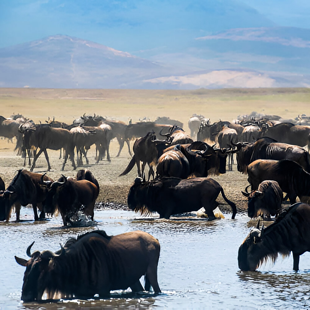 Ngorongoro_crater