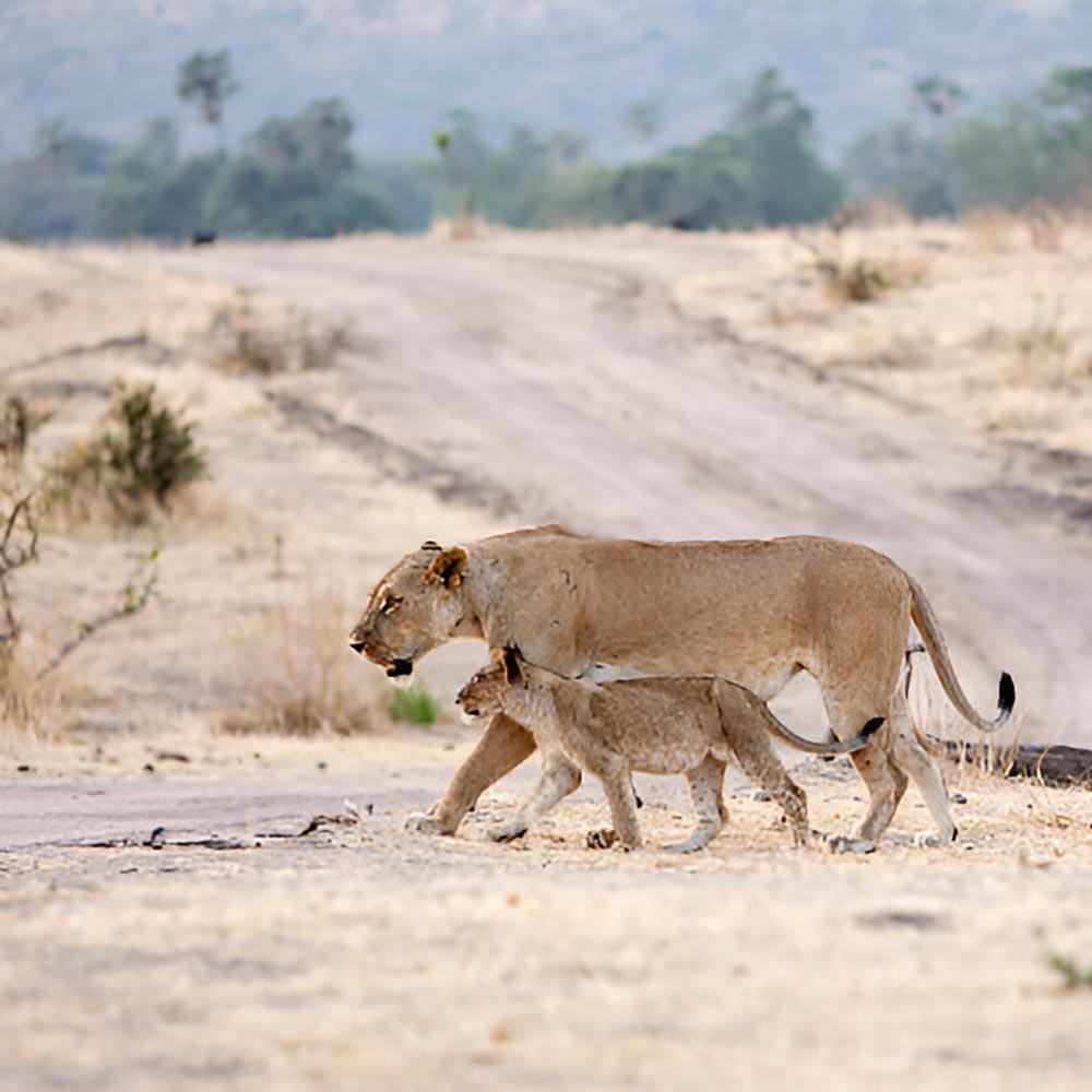 ruaha-national-park